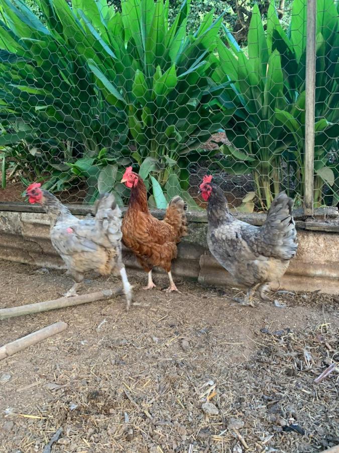 Casinha De Campo Com Sitio Luar Do Sertao Holiday home *
